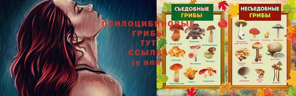 шишки Пересвет
